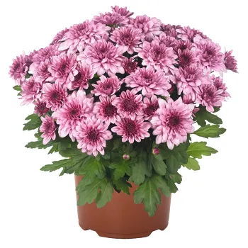 Krysantemum rosa 11,5 cm.