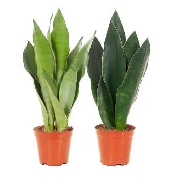 Svärmorstunga 12cm kruka Höjd 35cm.