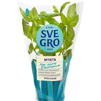 Mynta i kruka Ekologisk 1-p KRAV Svegro.