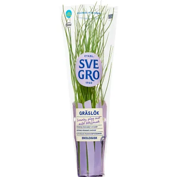 Gräslök i kruka Ekologisk 1-p KRAV Svegro.