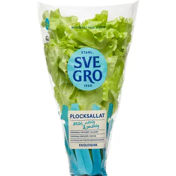 Plocksallat Kruka 1-p KRAV Svegro.