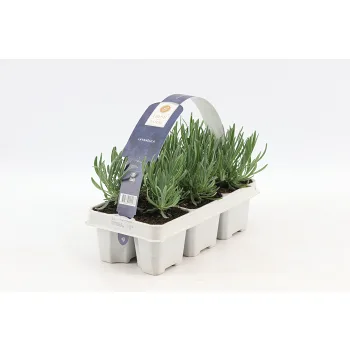 Lavendel 6 pack.