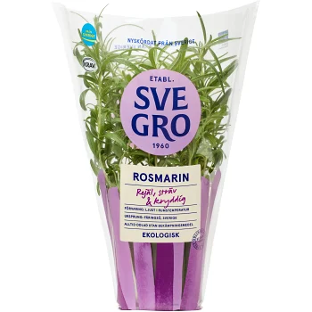 Rosmarin i kruka Ekologisk 1-p KRAV Svegro.