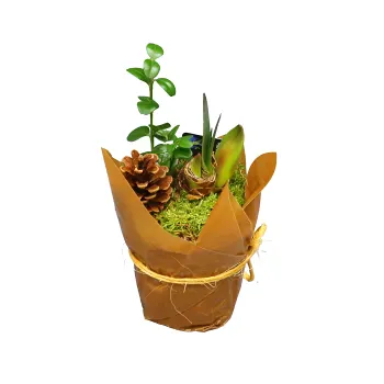 Arrangemang Amaryllis.