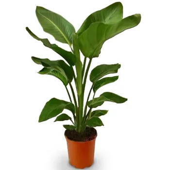 Papegojblomma 21 cm.