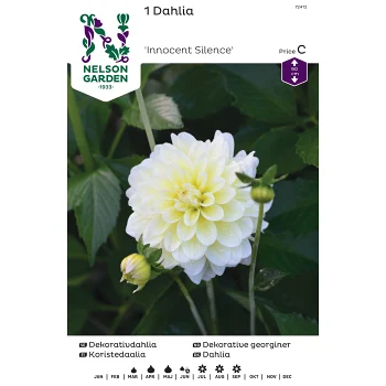 Vårlök Dekorativdahlia Hög Gul 1st Nelson Garden.