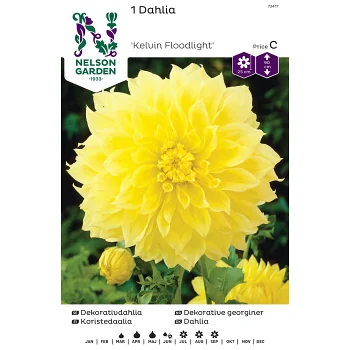 Vårlök Dekorativdahlia Hög 1st Nelson Garden.