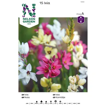 Vårlök Ixia Mix 1st Nelson Garden.