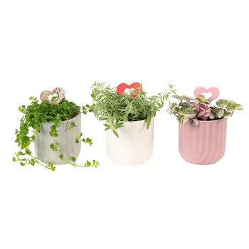 Arrangemang Mini MD 6cm.