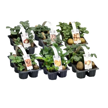 Sättpotatis 6-pack.