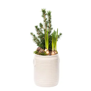 Arr Pärlhyacint Gran.