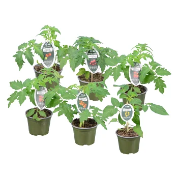 Tomatplanta 12 cm.