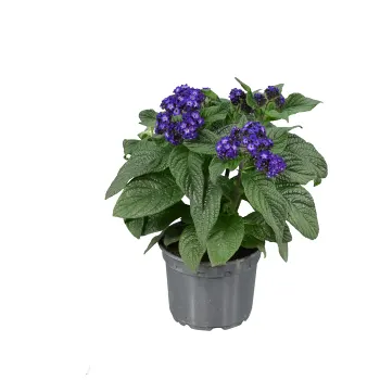 Årets sommarblomma 2024.