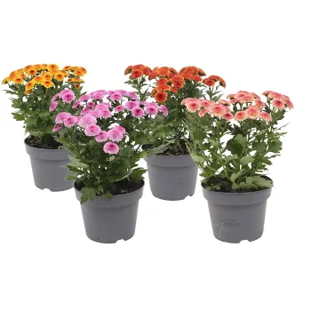 Krysantemum special 12cm kruka Höjd 26cm varierande färger.