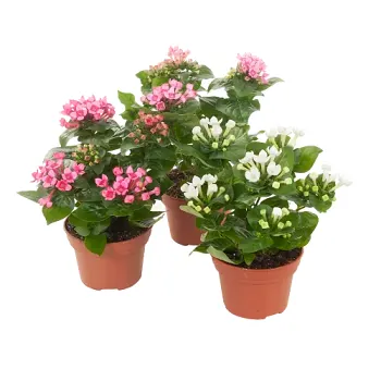 Bouvardia mix 12 cm.