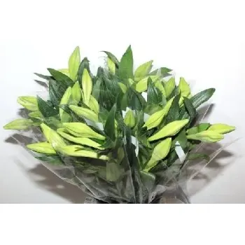 Liljor Longiflorum 3-pack.