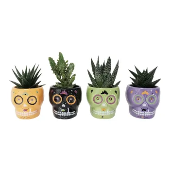Arrangemang Halloween Skalle Mini 6cm.