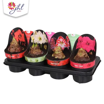 Amaryllis mix 14 cm.