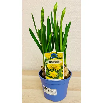 Påsklilja småblommig dubbelblommande 11cm kruka gul.