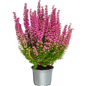 Ljung Erica Beauty Queen Rosa 10,5 cm.