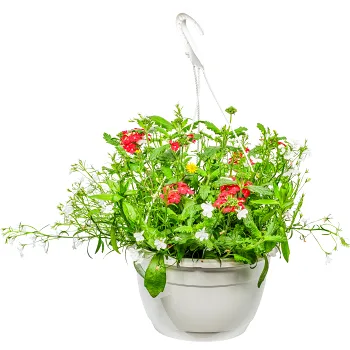 HängpAmpMix27cmKru.