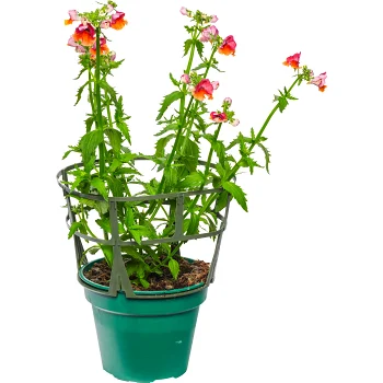 Nemesia tvåfärgade 12cm kruka varierande färger.