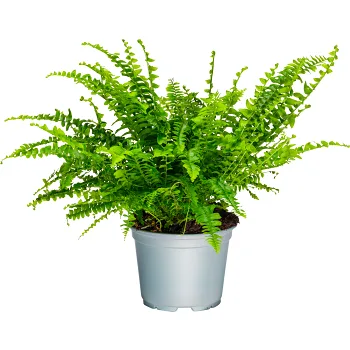 Ormbunke 12cm kruka Höjd 25cm varierande färger.