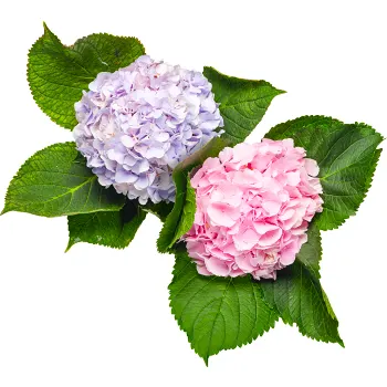 Hortensia 1-p 47cm varierande färger.