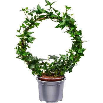 Murgröna båge 12cm kruka ICA.