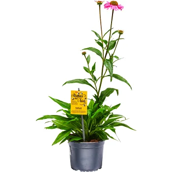 Solhatt 14 cm ICA Älskas av bin.