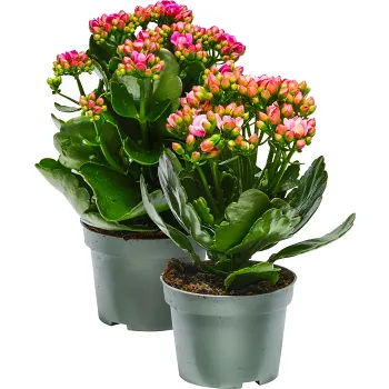 Kalanchoe RB 10,5cm mix.