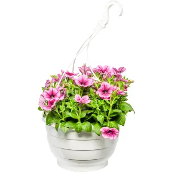 Ampel hängpetunia 27cm.