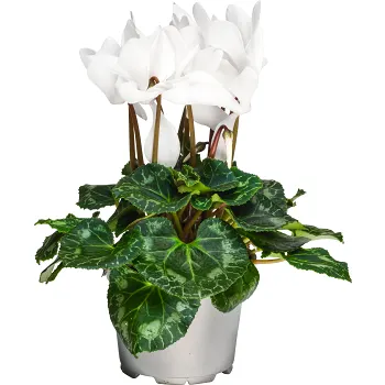 Cyklam storblommig vit M.