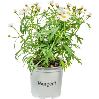 Margerit i kruka 1st vita.