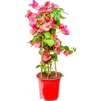 Trillingblomma 17cm.