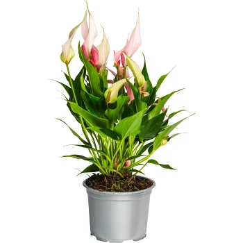 Anthurium lilja 12 cm.