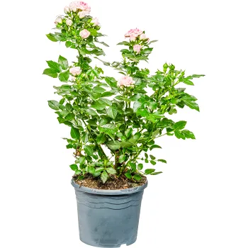 Trädgårdsros 17 cm.