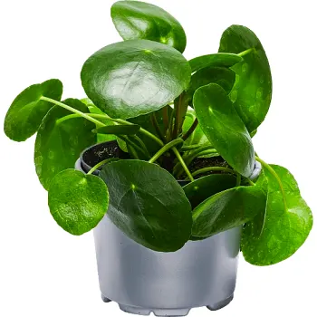 Elefantöra 10,5cm kruka Höjd 20cm.