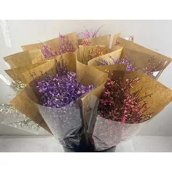 Ginst 60cm varierande färger.