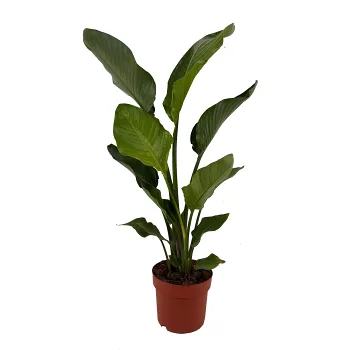 Strelitzia 21 cm.