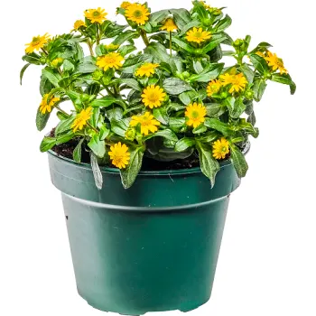 Husarknapp 12cm kruka gul.