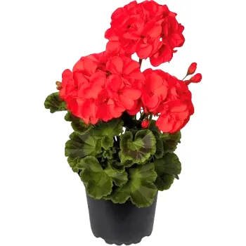 Pelargon zonale röd 12 cm.