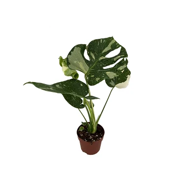 Monstera Thai 12cm.