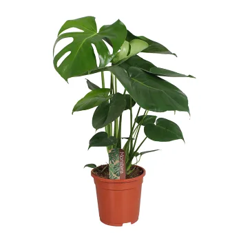 Monstera 17 cm.