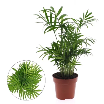 Bergpalm 12 cm.