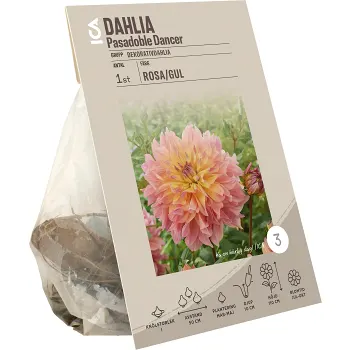 Dahlia Pasadoble Dancer.