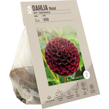 Dahlia Pompon Natal röd ICA Garden.