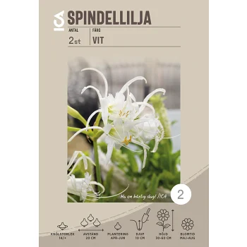 Spindel lilja vit.