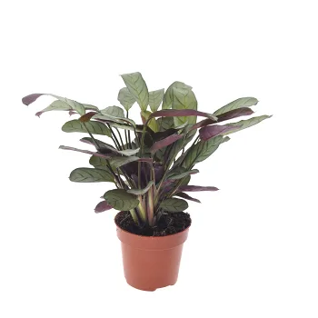 Fiskbenssteante 12 cm.