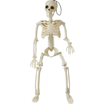 Skelett 40 cm ICA.